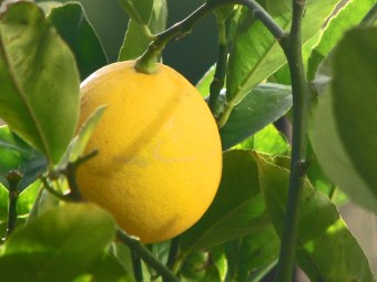 lemon